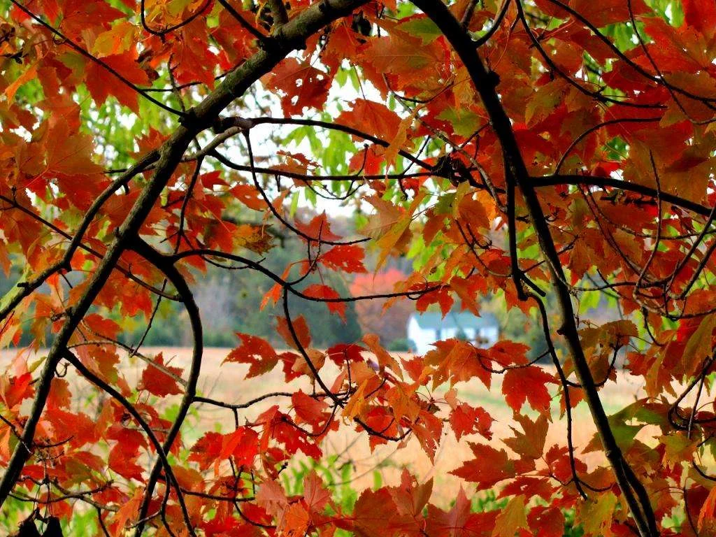 Kashmir in Fall: Beyond the Postcard