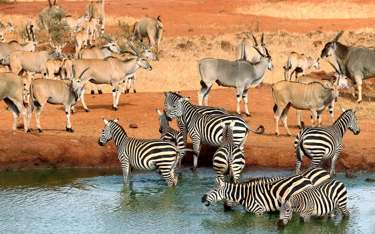 Zebras and antelope at a Kenyan watering hole